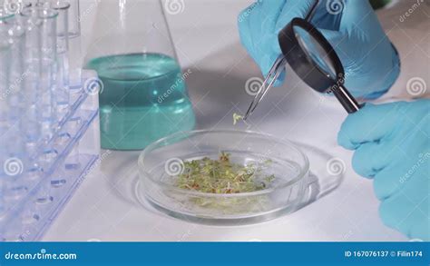 A Scientist In A Modern Biotechnological Laboratory Conducts An