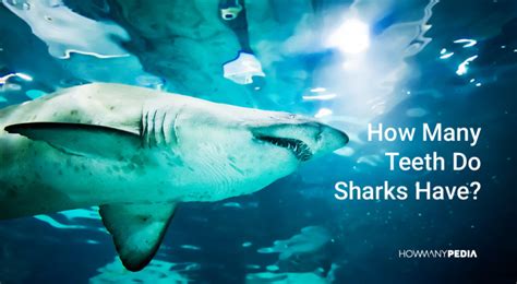 How Many Teeth Do Sharks Have - Howmanypedia