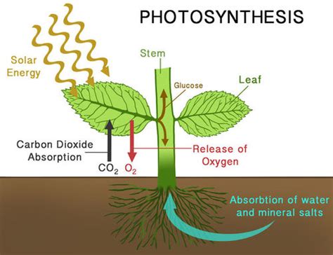 Photosynthesis