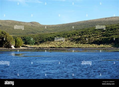 Sitka Spruce Campbell Island Hi Res Stock Photography And Images Alamy