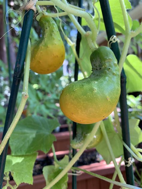 Should I Remove These Bloated Misshapen Cucumbers That Are Turning