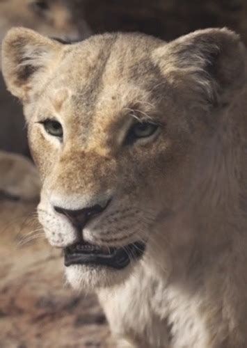 Nala Fan Casting for Secret life of Lions | myCast - Fan Casting Your ...