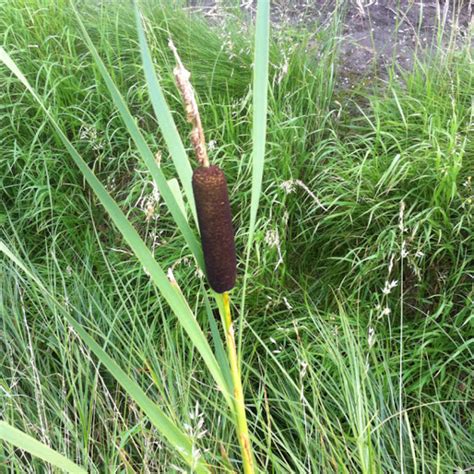 cumbungi project noah