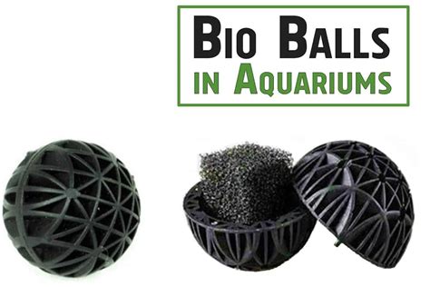 Bio Balls In Aquariums Shrimp And Snail Breeder