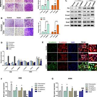 Low AMPK Induces EMT In HBE Cells A B The Migration And Invasion Of