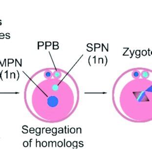 Induction Of Haploidy In A Somatic Cell By The Mature Oocyte The G0 G1