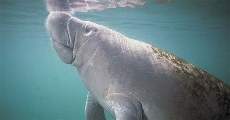 Atd Manatee Tours, Homosassa | Roadtrippers