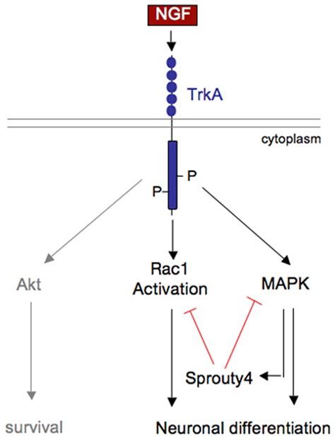 Ngf Trka Signaling Induces Sprouty Expression Via Mapk Pathway Then