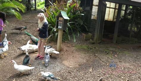 Piper Perri Scene Piper Perri Hawaii POV Blowjob All Sex P Jan