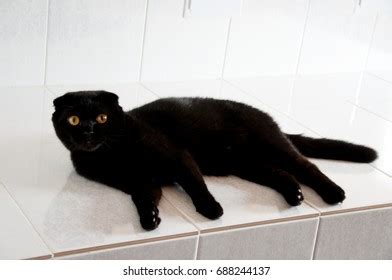 Blackcat Over Royalty Free Licensable Stock Photos Shutterstock