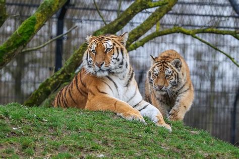 Tigers Nature Predators Free Photo On Pixabay Pixabay