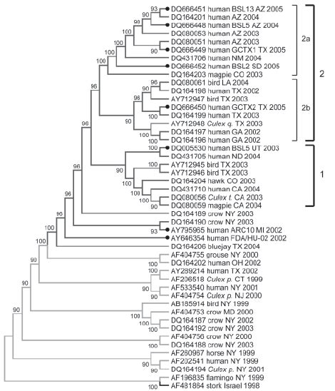 Phylogenetic Tree Of Complete Genomes Of West Nile Virus Wnv Isolates