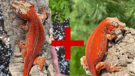 How I Breed My Gargoyle Geckos - YouTube
