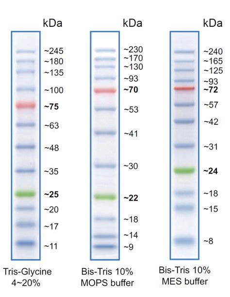 AccuLadder 3 color Prestained Protein size marker 3 1 프로모션