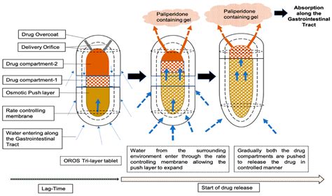 Pharmaceutics Free Full Text Leveraging Physiologically Based