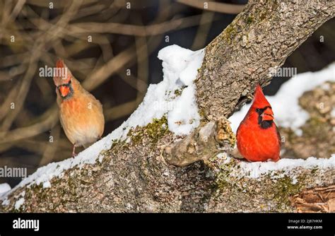 Male And Female Northern Cardinals Cardinalis Cardinalis Stock Photo