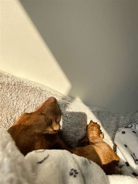 sleeping dachshund puppy weiner dog bed nap cute dream dog brindle