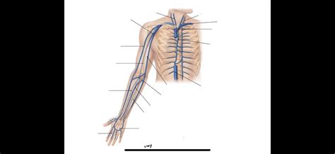 brachial veins diagram quizlet