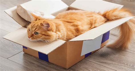 Why Do Cats Like Boxes Reasons Cats Love Boxes We Love Cats And