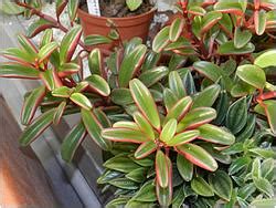 Суккулентные растения, Петр Лапшин, каталог для заказа - succulents by ...