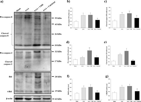 Effects Of Vdd And Calcitriol Supplementation On Apoptotic Pathways A