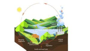 Siklus Karbon Pengertian Sumber Dan Prosesnya