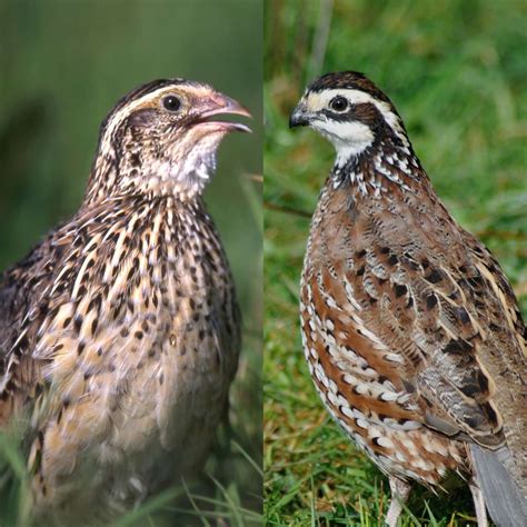 difference  male  female jumbo quail  morris mcdonald blog