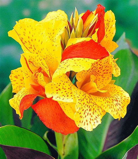 Canna Sorten: Die besten Blumenrohr-Sorten - Handtuchgarten