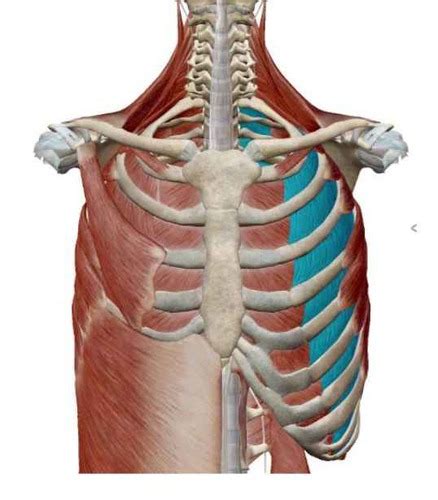 7C: Muscles of Ant. Thorax, Superficial Back & Pectoral Region ...