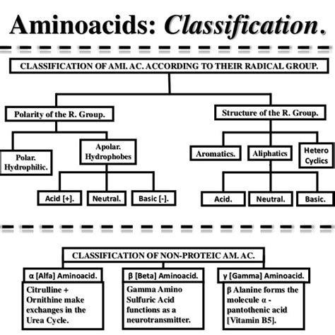 Amino Acids Definition Classification And Functions