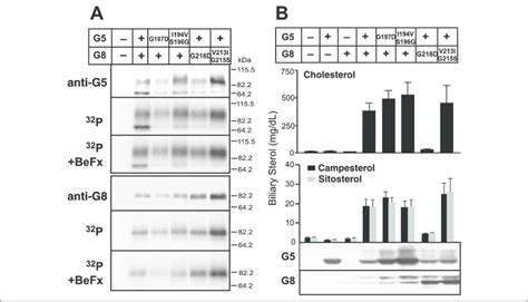 Mutations In The Signature Motifs In Nbds Of G5 And G8 Effects On Atp