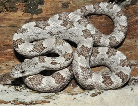 Gray Rat Snake Facts and Pictures