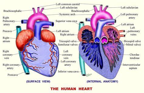 Circulatory System Zoology For Ias Ifos And Other Competitive Exams