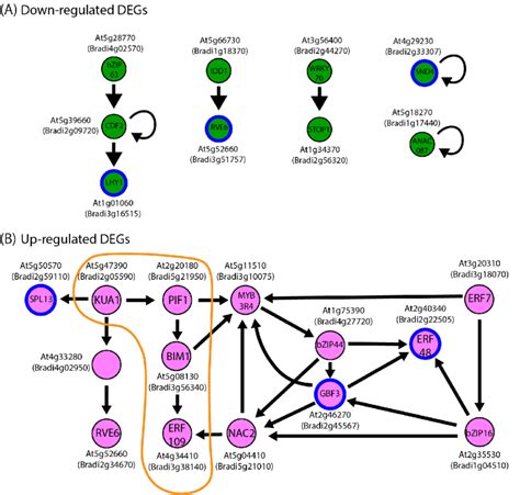 Arabidopsis transcriptional regulation networks involving transcription ...