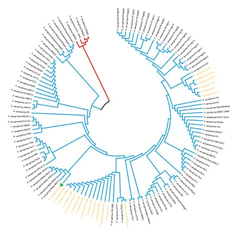 Figure 6 From Comparative Genomics And Dna Methylation Analysis Of Pseudomonas Aeruginosa