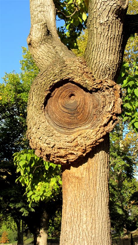 Free Images Tree Branch Wood Leaf Flower Trunk Bark Log