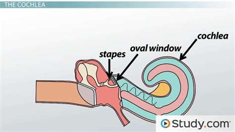 Inner Ear | Anatomy, Structure & Function - Video & Lesson Transcript | Study.com