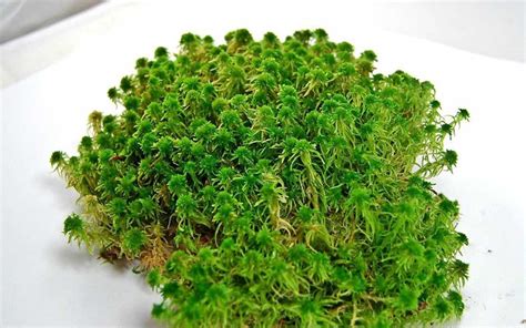 Мох сфагнум для кімнатних рослин: де росте та використання