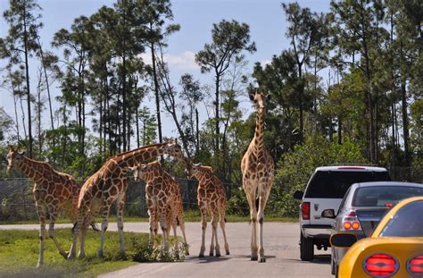 These quirky Florida attractions recall golden age of tourist traps