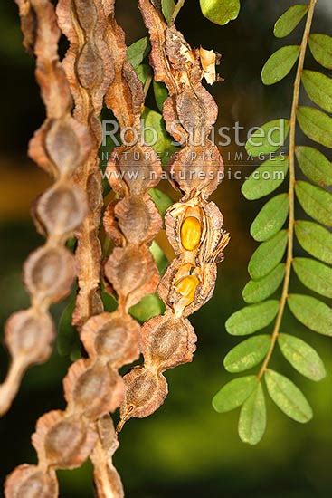 NZ native Kowhai tree seed pods showing seeds (Sophora tetraptera), New ...