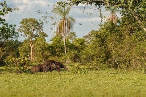 Habitat Do Tamandua Bandeira - Tamanduá-bandeira incrível caminhando no habitat natural | Foto Grátis