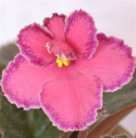 Фиалка Sunset Ridge