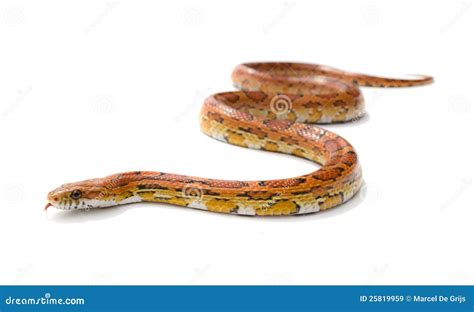 Corn Snake Stock Image Cartoondealer