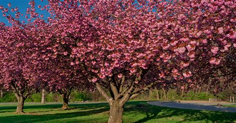 Why Your Crabapple Isn't Blooming - The Garden Magazine