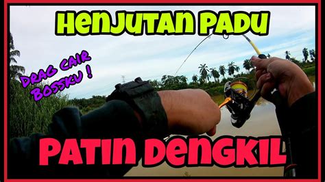 Henjutan Padu Patin Dengkil Patin Liar Sungai Langat Youtube