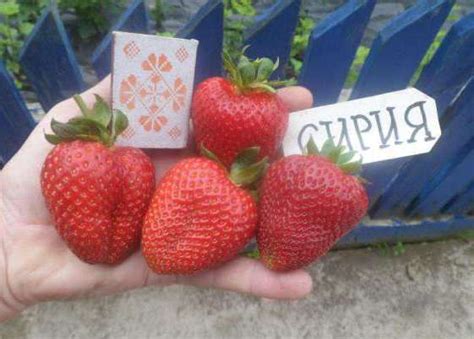 Клубника Сирия: описание сорта с фото, отзывы садоводов