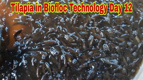 Ang Bilis Lumaki Ng Tilapia Sa Biofloc Technology Youtube