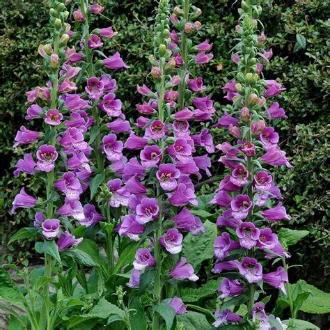 Foxglove Purple Plants Foxglove Plant Purple Flowers