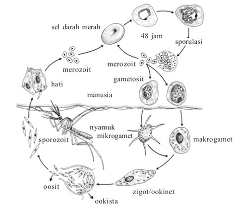 Siklus Hidup Plasmodium Ilmu Sains