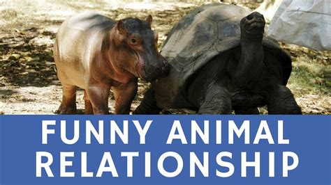 Tortoise And Hippo Update